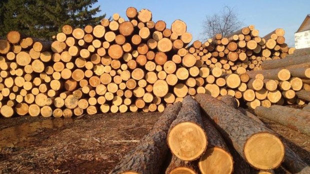 Заготівля деревини для будівництва