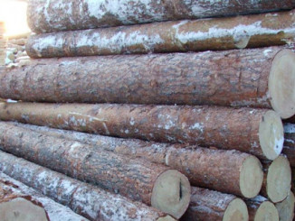 Заготівля деревини для будівництва