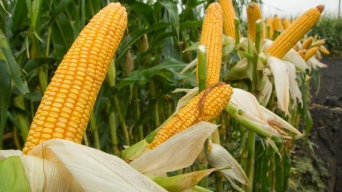 США продають рекордну кількість кукурудзи в Китай, незважаючи на зростання напруженості між країнами